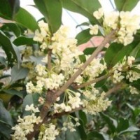 四季桂包郵、西藏四季桂、莎莎園藝(查看)