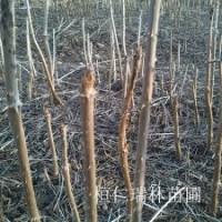 遼寧刺嫩芽苗 一年生刺嫩芽苗批發 刺老芽苗 刺龍芽苗