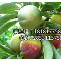 內江半邊紅，內江青脆李子苗，內江清脆李子苗基地