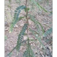 洛陽李鐵梁苗木、安順皂角刺、培植皂角刺
