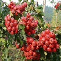 大金星山楂苗、甜紅子山楂苗最新價格、苗圃直銷甜紅子山楂苗