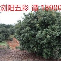 低價供應楊梅