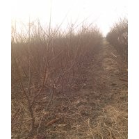 臨沂興旺苗木繁育合作社供應貴妃蜜桃苗