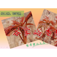 香椿樹苗，應季香椿批發(fā)