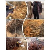 供應1-6cm地徑山東煙臺脫毒大櫻桃樹苗