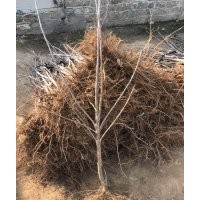 供應山東煙臺櫻桃樹3cm地徑品種齊全