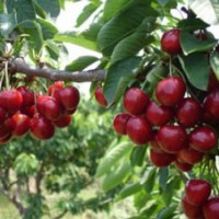 優(yōu)選紅燈、早大果、美早櫻桃苗