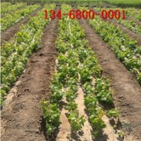出售葡萄苗_3公分夏黑葡萄苗、巨峰葡萄苗價格多少錢一棵