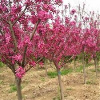 海棠苗品種-海棠苗-三木苗木種植專業合作社(查看)