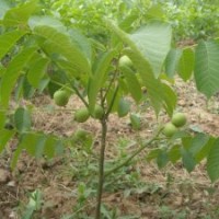 沂蒙最新核桃苗報(bào)價(jià)，中農(nóng)短枝核桃苗批發(fā)，寶元核桃苗價(jià)格