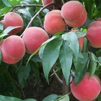 供應(yīng)桃樹苗 新品種豐產(chǎn)早熟桃樹苗 嫁接果樹苗
