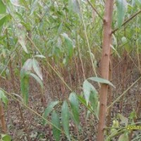 批量供應桃樹苗 新品種豐產早熟桃樹苗 嫁接果樹苗 常年供應