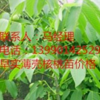 川早2號嫁接核桃苗，岳陽優良核桃苗，岳陽川早2號核桃苗