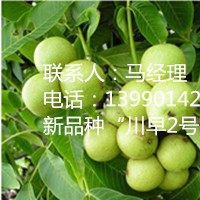 川早2號嫁接核桃苗，川早2號產量，川早2號核桃苗特點