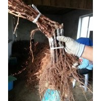  吉林無核寒香蜜葡萄苗，黑龍江出售白雞心葡萄苗