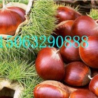 大紅袍板栗苗，寶元板栗苗，華豐板栗苗