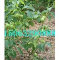 香菱核桃苗，中農短枝核桃苗，8518核桃苗