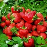 山東泰安草莓苗基地 批發優質草莓苗