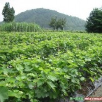 長期供應柿樹苗、葡萄苗、梨樹苗