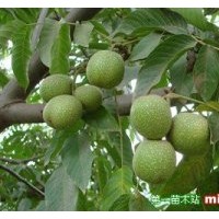 長期供應鈣果苗、櫻桃苗、核桃苗