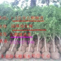 石榴苗木基地 石榴樹苗批發