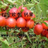 由國立歐李鈣果種子種苗供應
