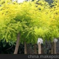 處理山桃，山杏，梨樹，蘋果樹，柿子樹，