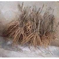1年牡丹苗 2年牡丹苗 3年牡丹苗 價格白芍苗批發