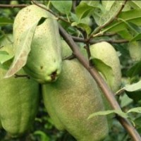 臨沂杏樹苗基地 杏樹苗品種