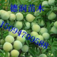 青脆李子苗 青脆李子樹苗價格