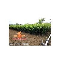貴州哪里有正宗金桔蜜柚苗|重慶正宗金桔蜜柚苗批發|福建平和正宗