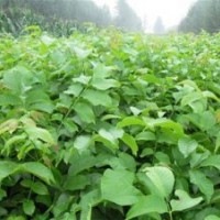 8518核桃苗木種植技術_江蘇8518核桃苗木_洛林苗圃