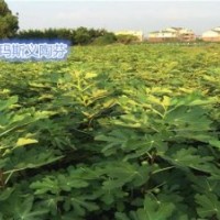 無花果苗種植基地、金華無花果苗、小葉無花果繁育基地(查看)