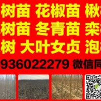 花椒苗大紅袍獅子頭，桃樹苗毛桃苗，梨樹苗晚秋黃梨，低價供應大