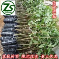 荔枝樹苗、妃子笑、桂味、荔枝苗