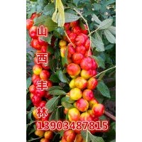 鈣果好吃嗎鈣果多少錢一斤鈣果種植資料技術前景如何