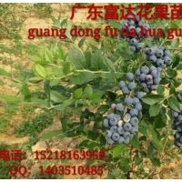 供應藍莓苗、盆栽藍莓樹苗