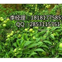 內江脆紅李，內江脆紅李基地，內江嫁接脆紅李