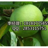內江李子苗基地，內江嫁接李子苗，內江李子苗品種