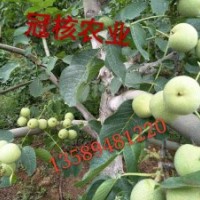 山東淄博核桃苗供應