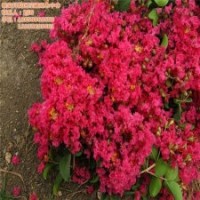 百日紅、瀅涵苗木中心、百日紅價格