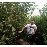 青脆李苗，脆紅李苗，蜂糖李苗，李子苗供應基地