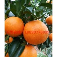 湖南大雅1號雜柑新品種 晚熟高糖無核大雅柑橘嫁接苗