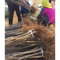 供應山東煙臺櫻桃樹2cm地徑品種齊全