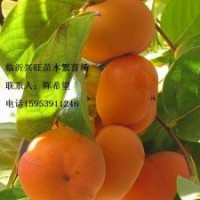 供應精品甜柿苗