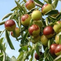 供應蘋果苗 柿子苗 棗樹苗 梨樹苗 花椒苗 鈣果苗