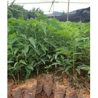 供應鴉膽子苗、辣木苗、牛大力苗、香膠樹苗