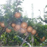 梨苗基地，供晚秋黃梨苗，金秋香梨苗。