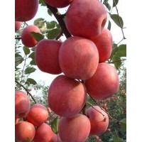 臨沂蘋果苗最新報價，神富一號蘋果苗價格，矮化蘋果苗批發