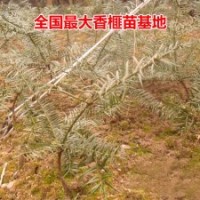 優質香榧苗 香榧樹 嫁接苗 地栽苗 成活率高 規格齊全
